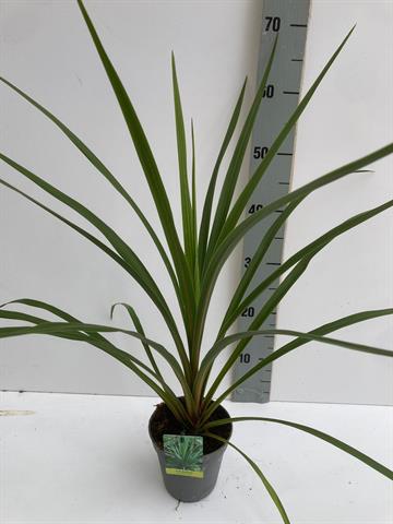 cordyline indivisa