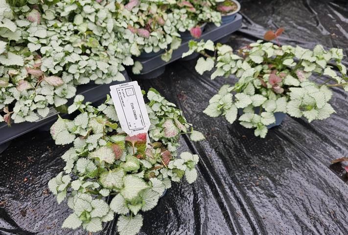 Lamium