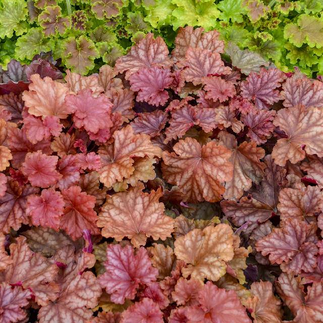 Heuchera