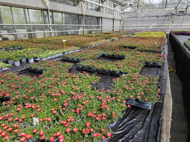 Delosperma