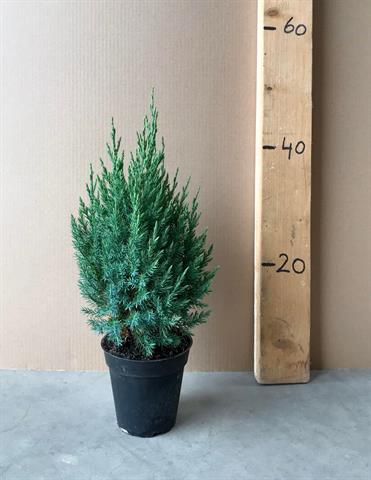 juniperus