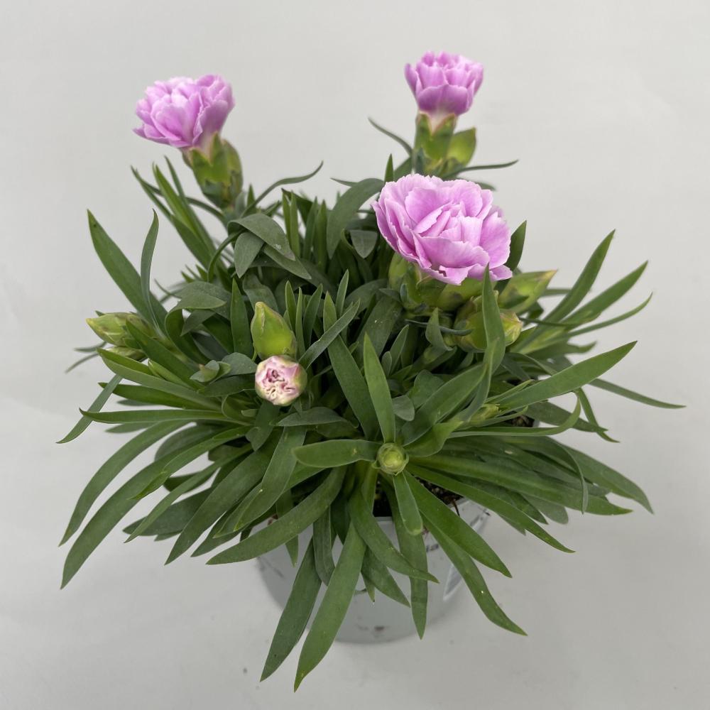 dianthus