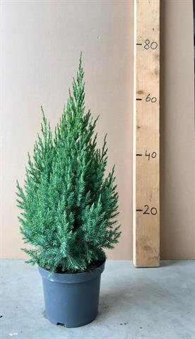 juniperus