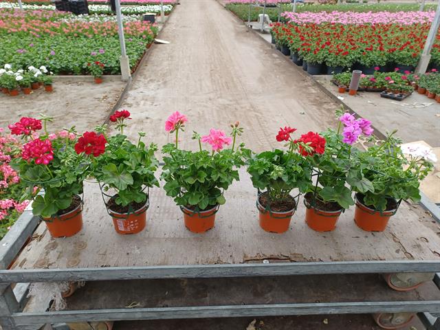 Geranium