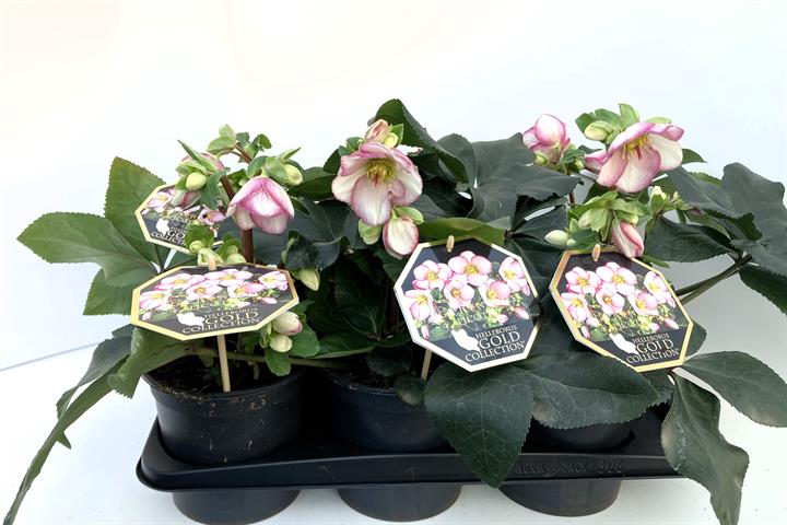 helleborus