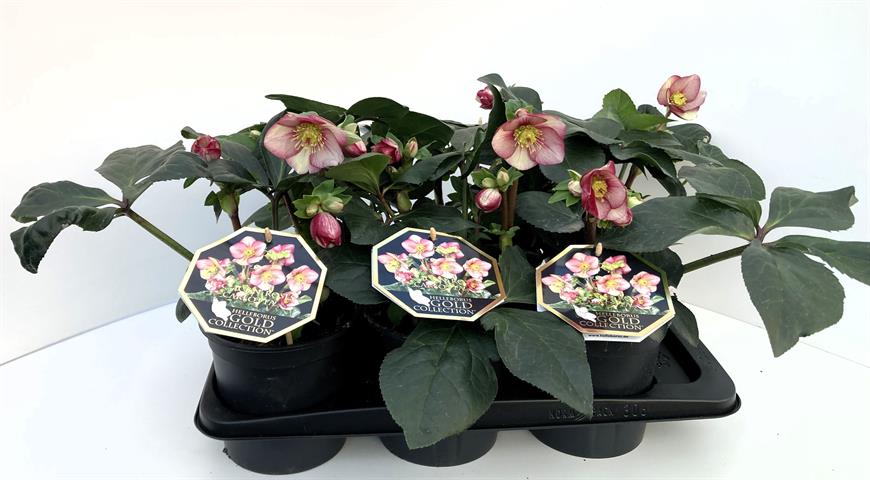 helleborus