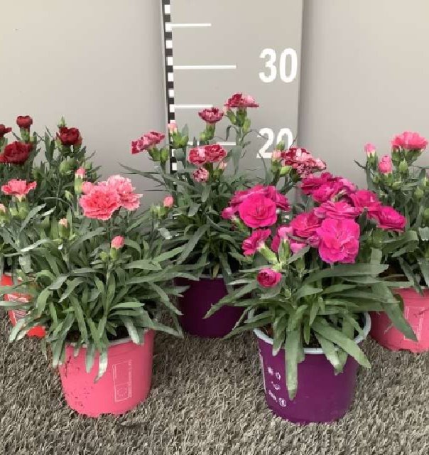 Dianthus