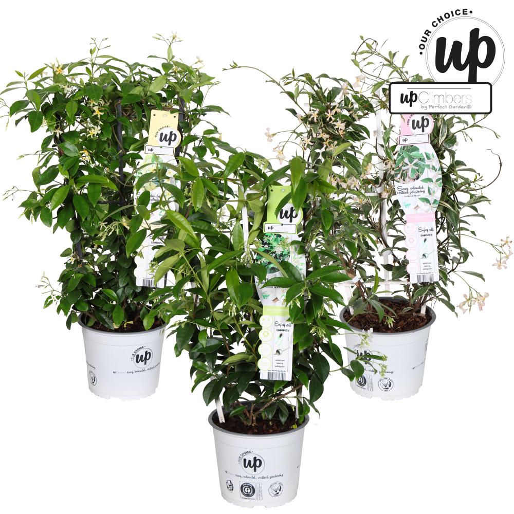 plantes grimpantes 