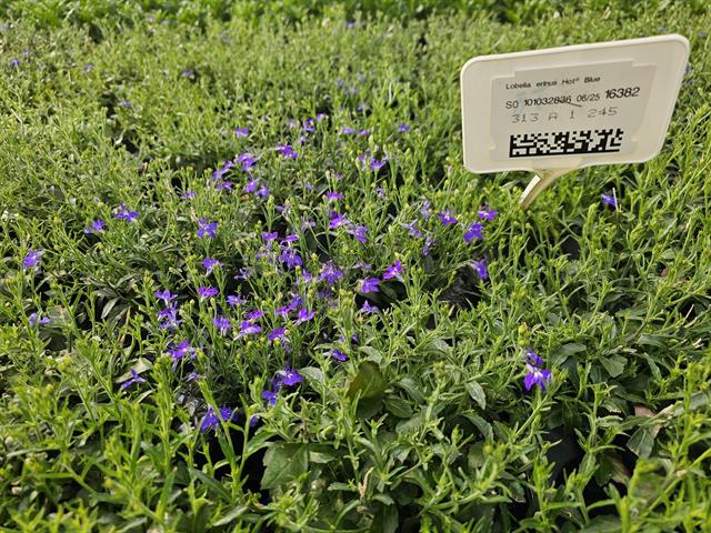 Lobelia
