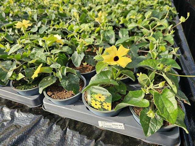 Thunbergia