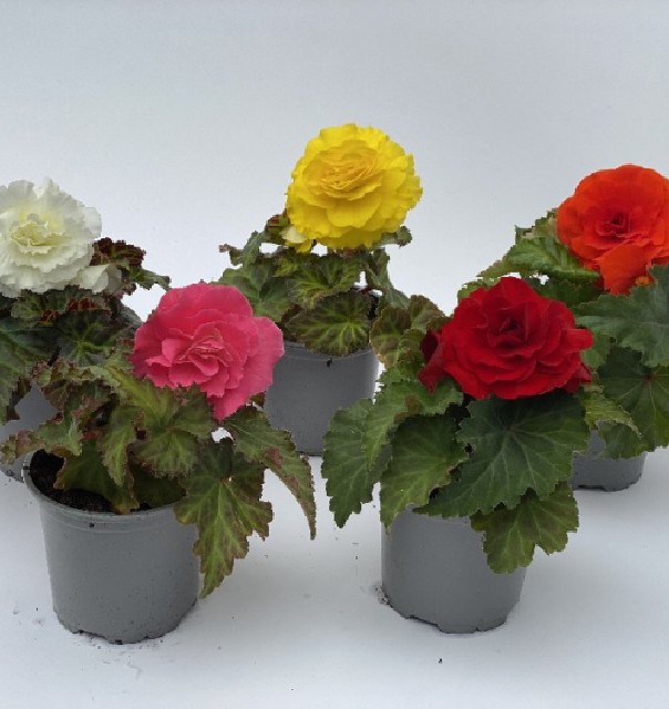 Begonia non stop