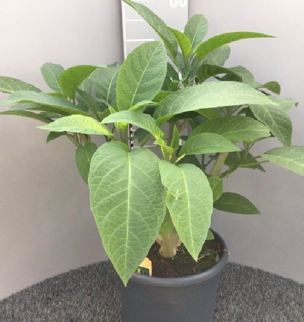 Datura
