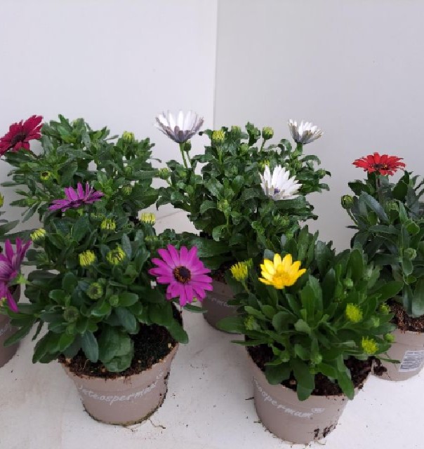 Osteospermum