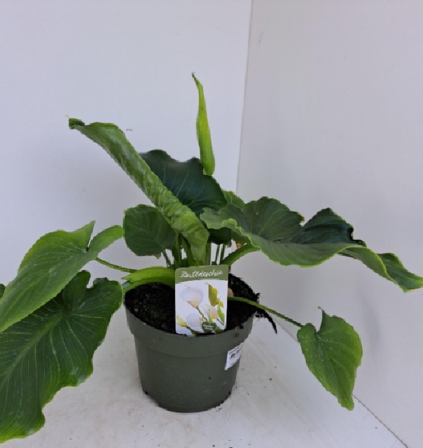 Zantedeschia