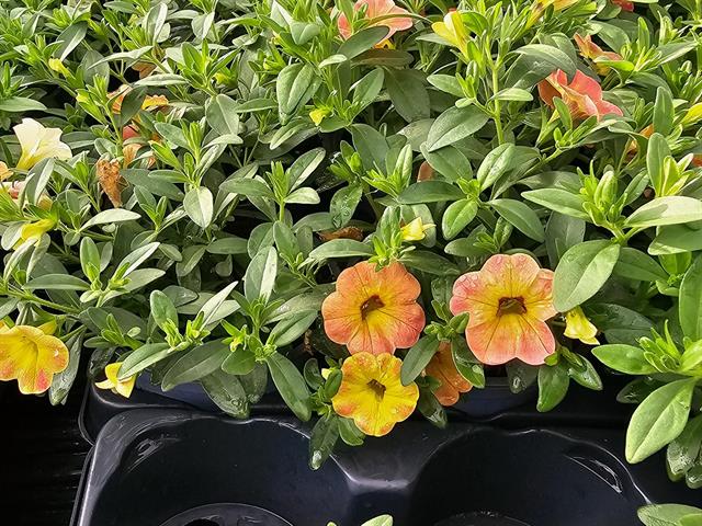 Calibrachoa