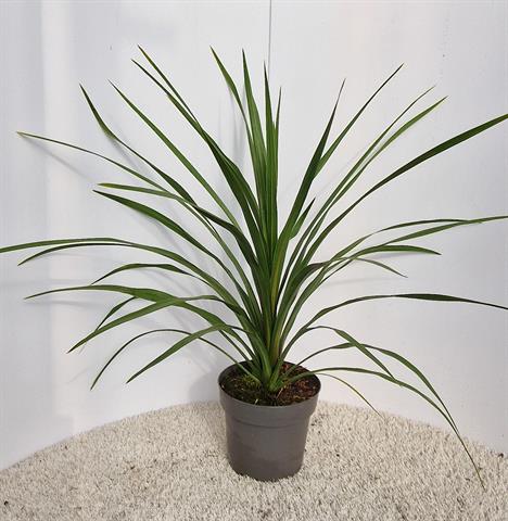 Cordyline indivisa