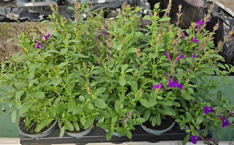 Salvia