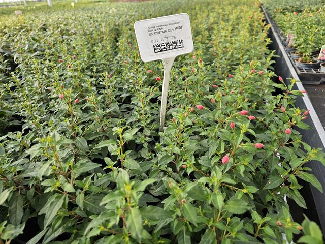 Fuchsia