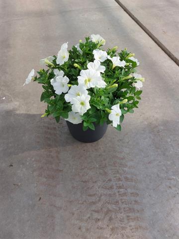 Petunia