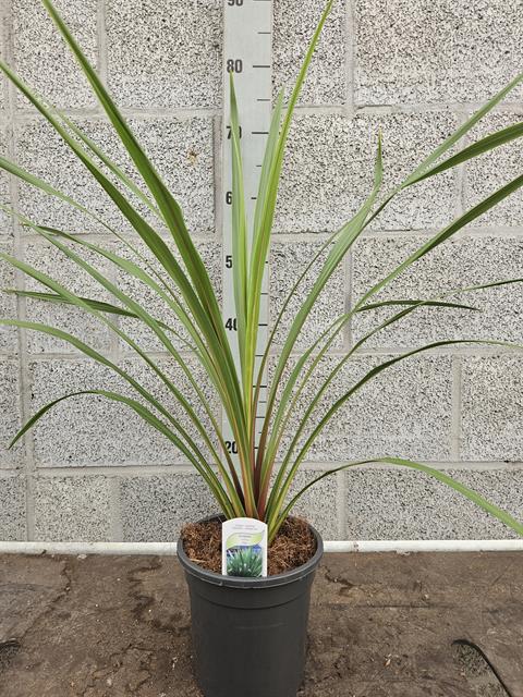 cordyline indivisa