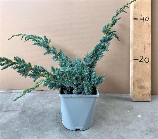Juniperus