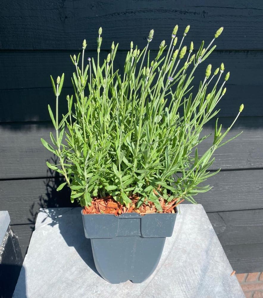 Lavandula