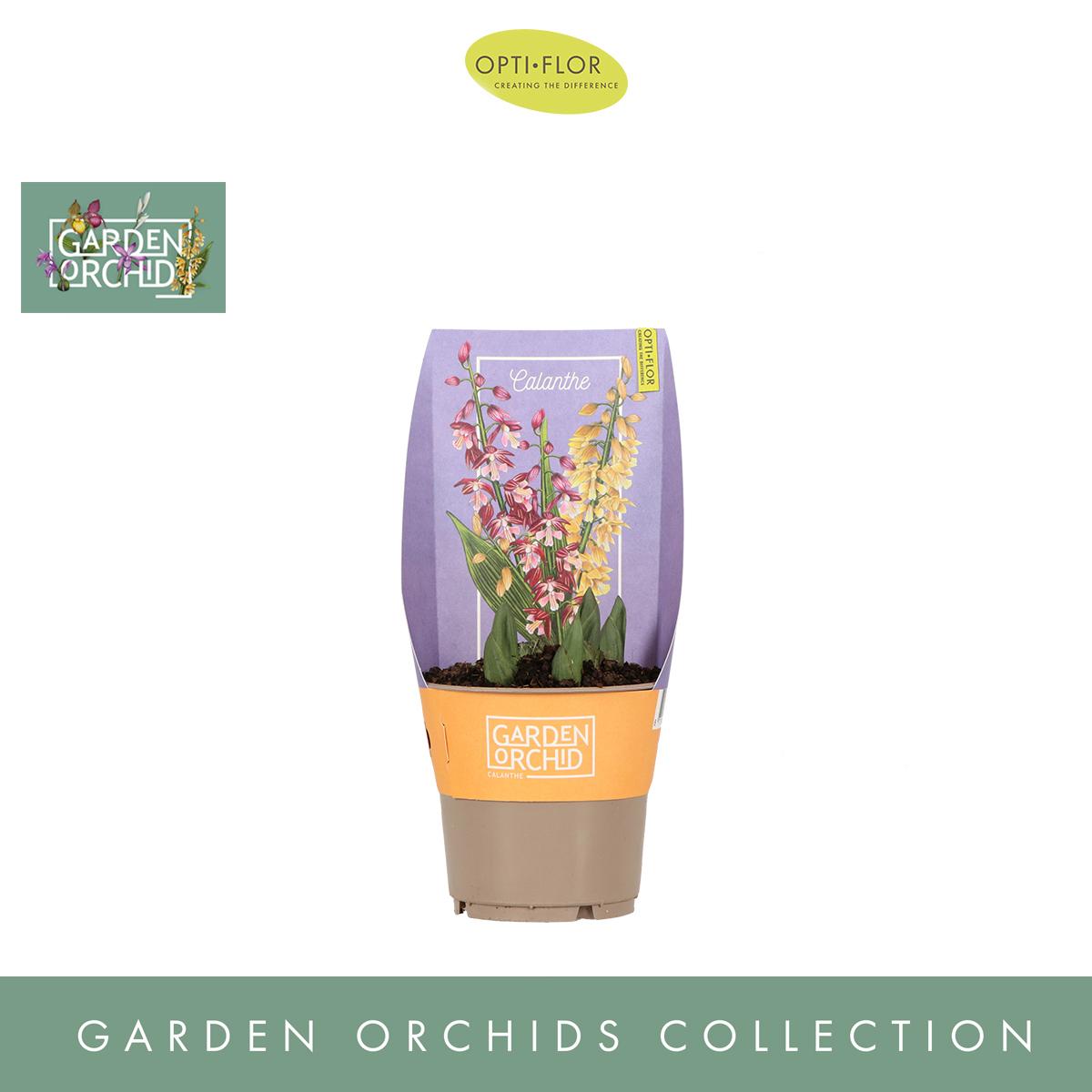 Orchidées de jardin