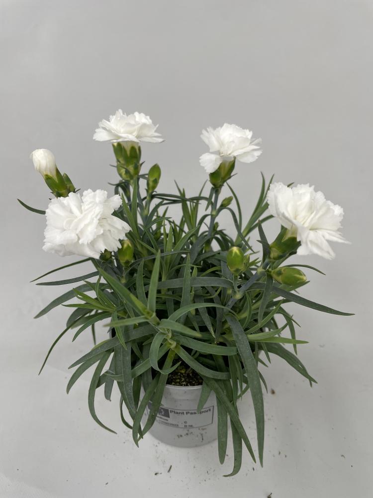 dianthus