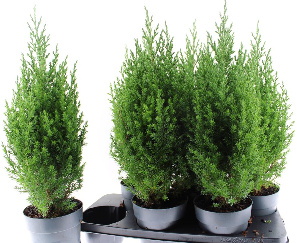 Juniperus