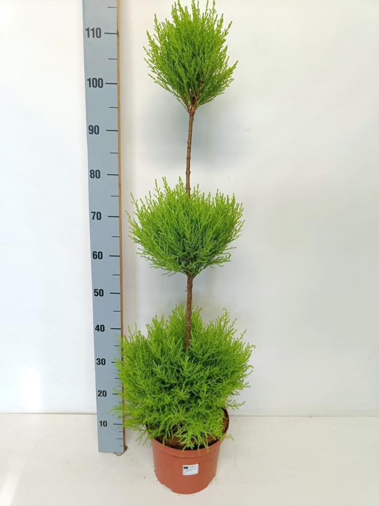 Cupressus