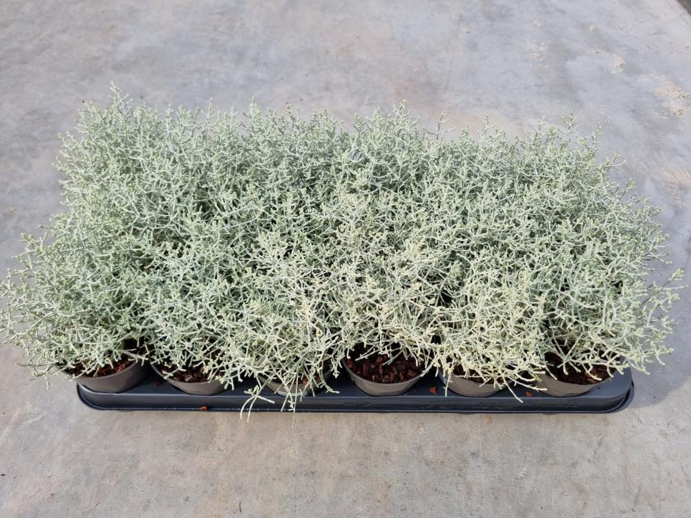 Calocephalus-leucophyta