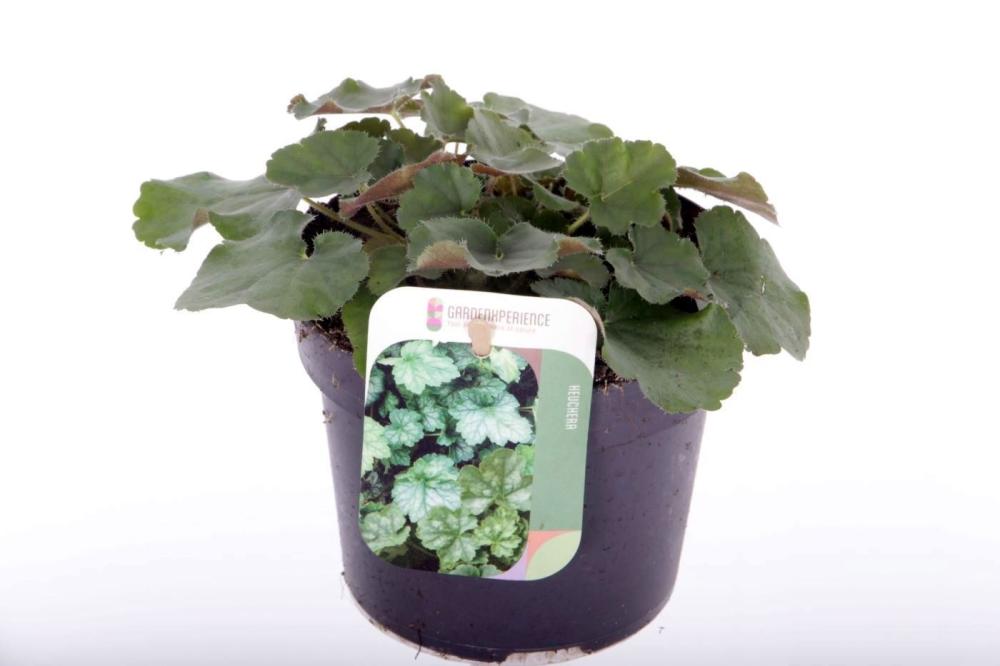 heuchera