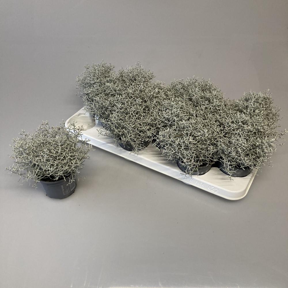 Calocephalus-leucophyta