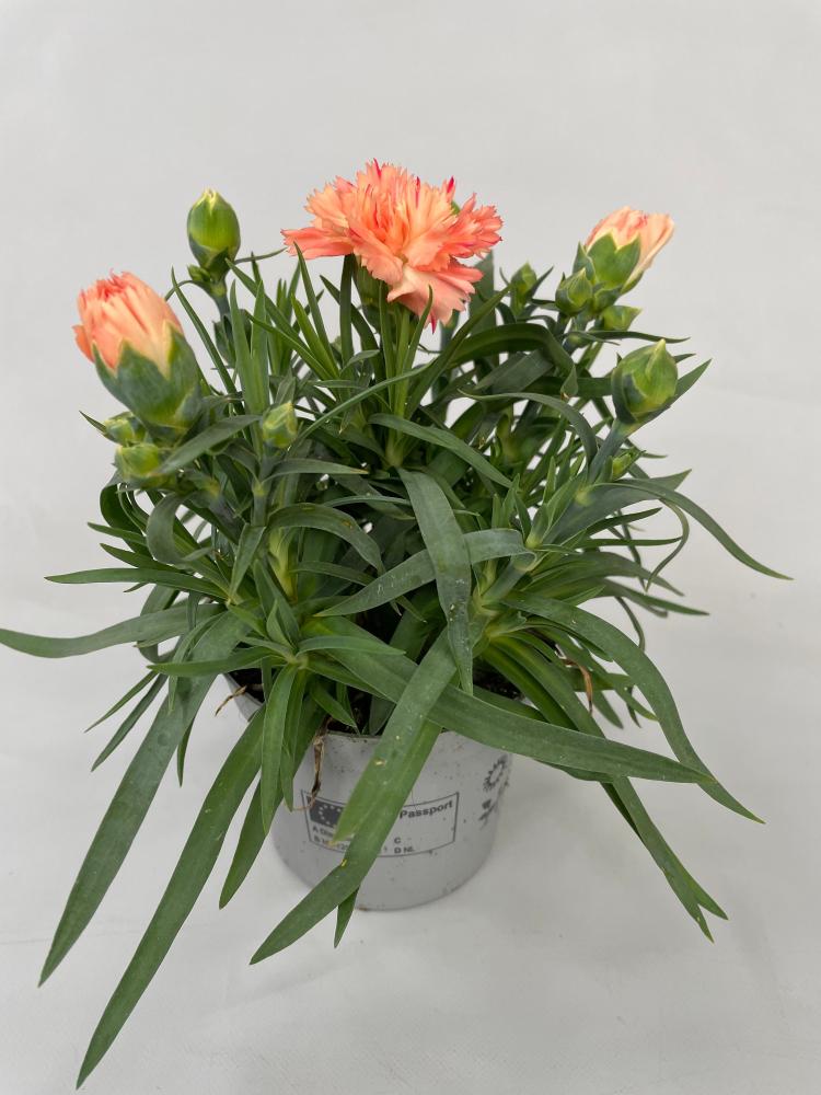 dianthus