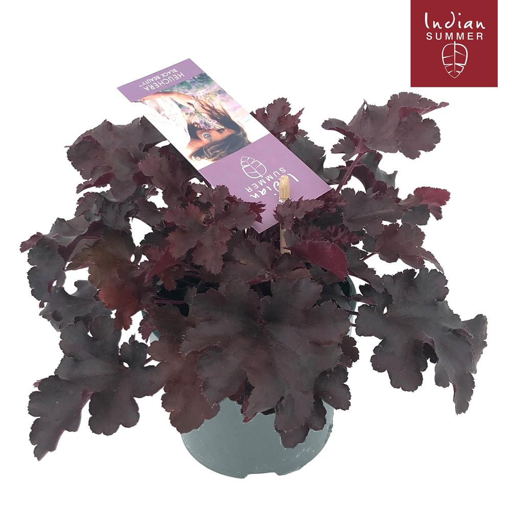 Heuchera