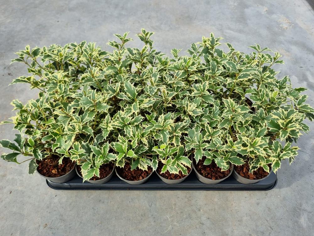 Osmanthus