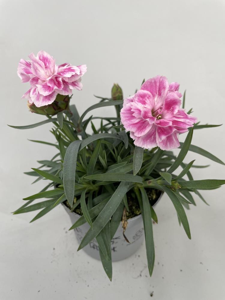 dianthus