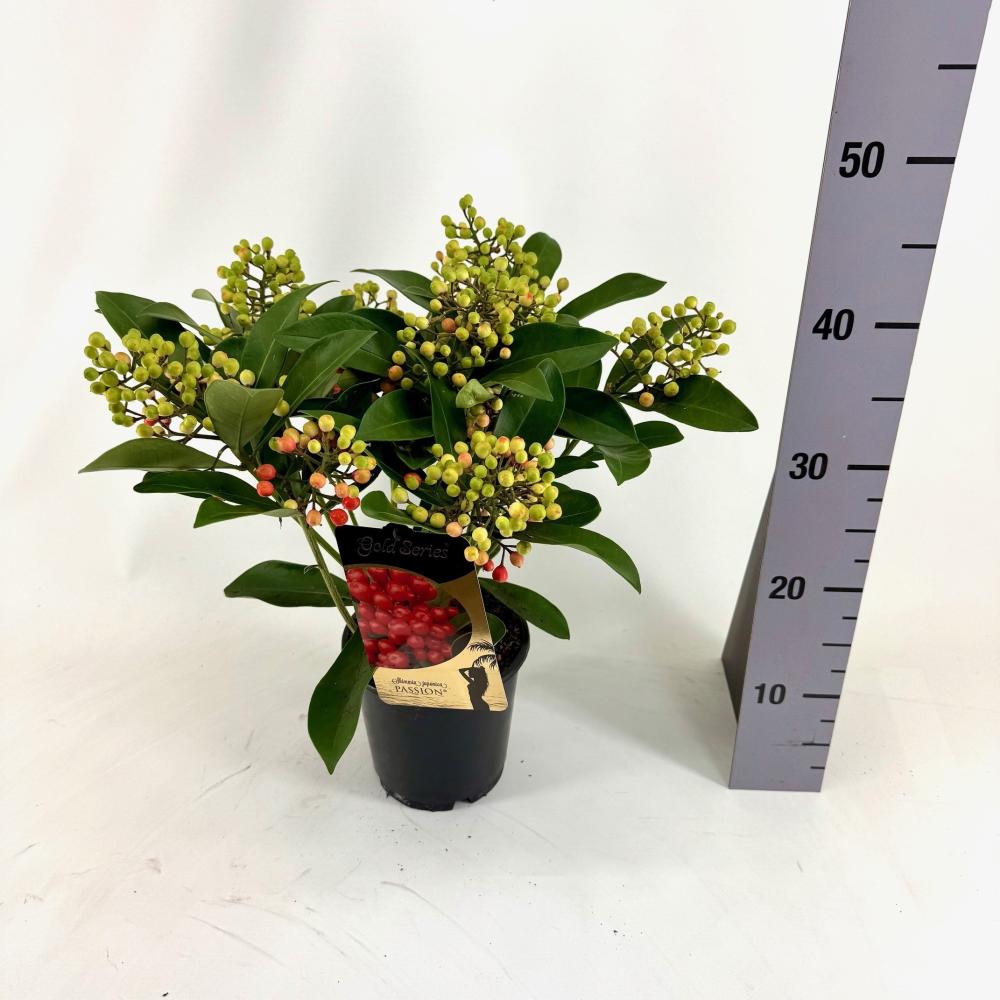 Skimmia