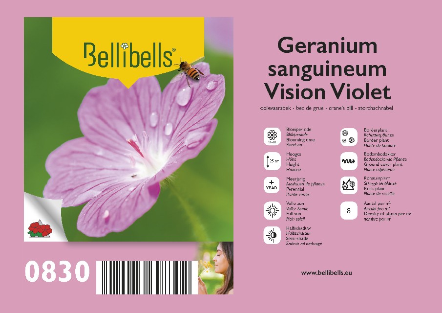 geranium vivace