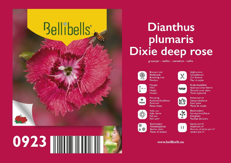 Dianthus vivace
