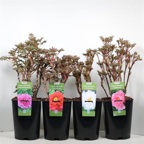 Paeonia suffruticosa