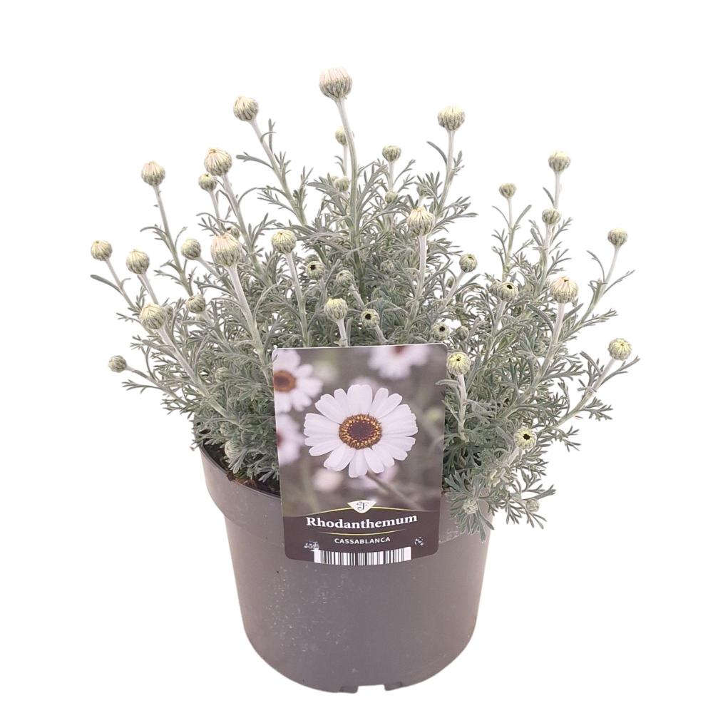 Rhodanthemum
