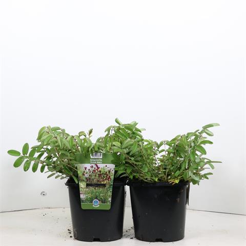 Sanguisorba