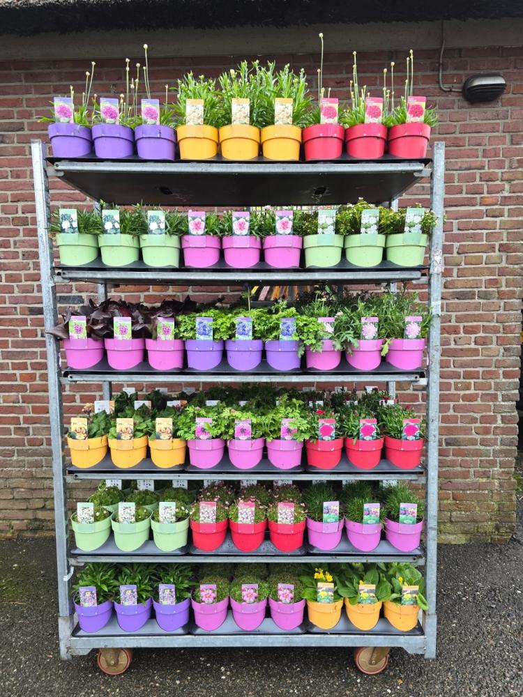 Plantes mix