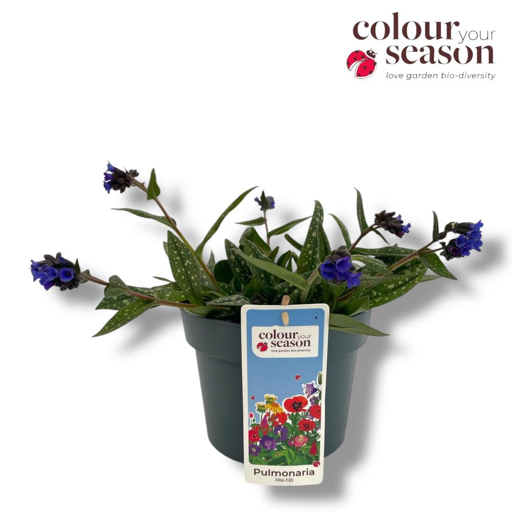 Pulmonaria
