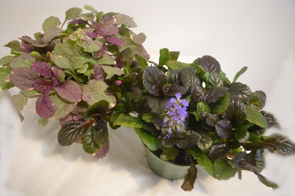 Ajuga