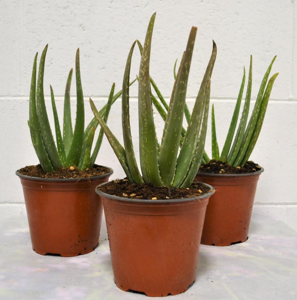 Aloe vera