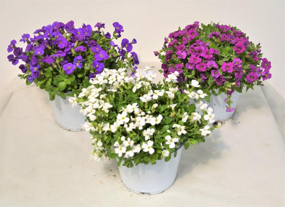 Aubretia