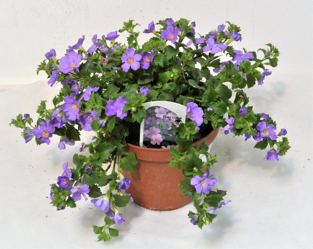 Bacopa