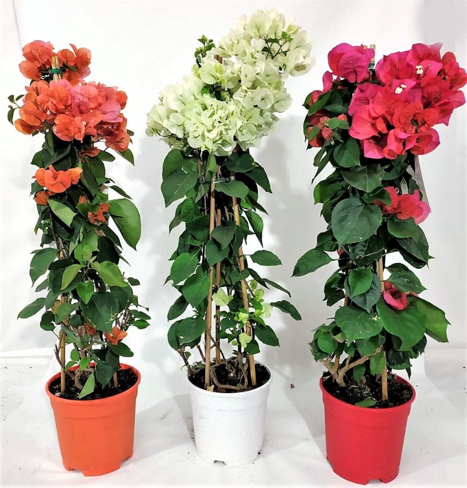 Bouganvillee pyramid